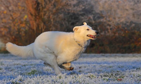 Activités adaptées au Berger Blanc Suisse : idées de jeux et d'exercices