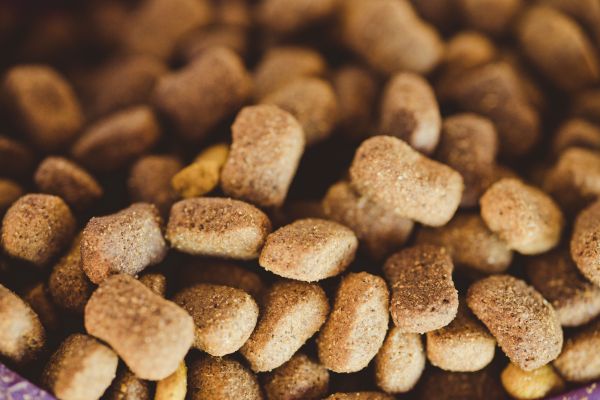 Aperçu complet sur les croquettes pour shiba inu