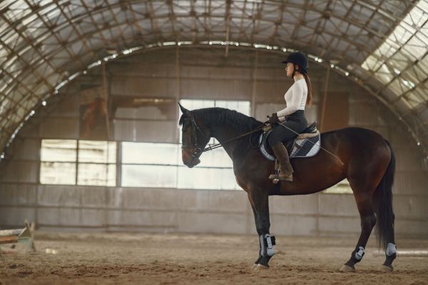 Assurance van cheval : garantissez le confort et la sécurité de votre équidé