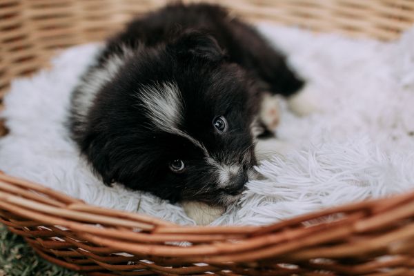 Comment choisir le panier idéal pour son chien ?