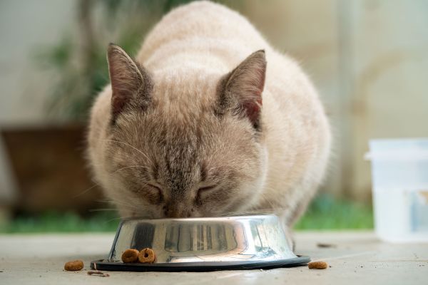 Croquettes pour chat : critères de choix et les bienfaits pour votre félin