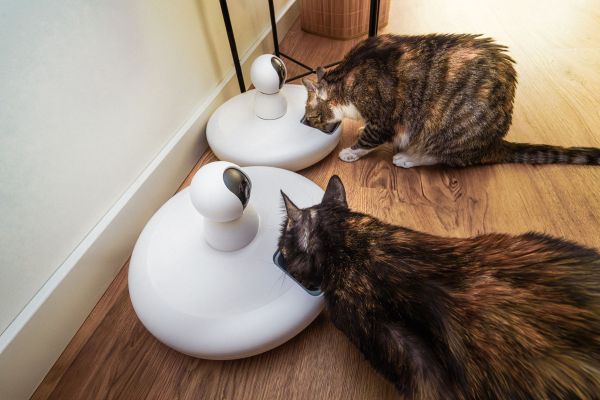 Distributeurs de croquettes automatiques pour chat : avantages, utilisation et quelles fonctionnalités ?