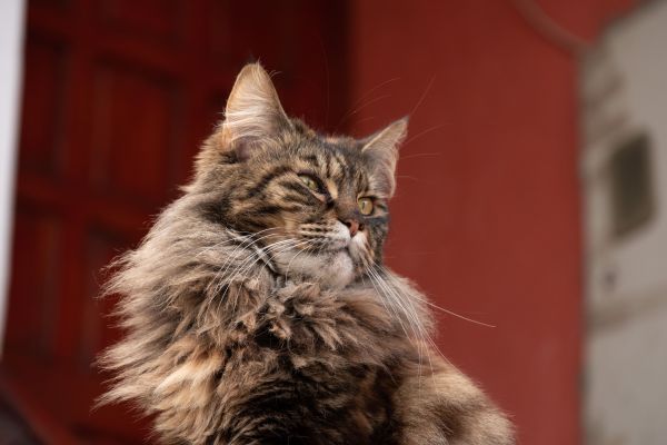 La race de chat Maine Coon : caractéristiques, histoire et quels besoins spécifiques ?