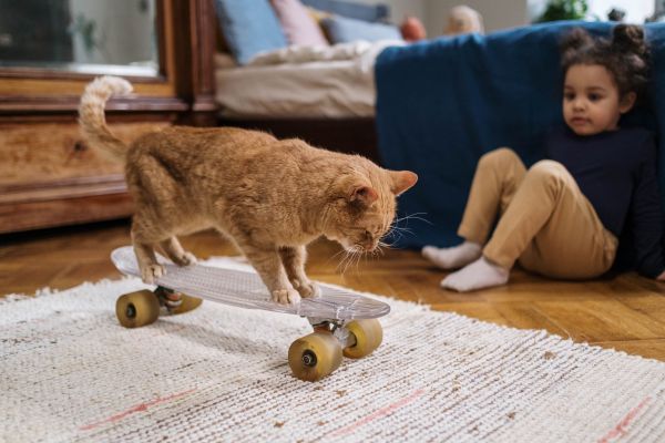 Les activités d'intérieur à faire avec ses animaux de compagnie