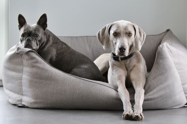Lit pour chien : comment faire le bon choix pour assurer son confort ?