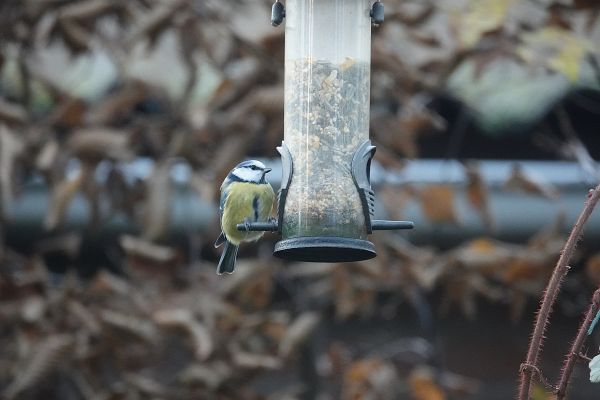 Mangeoires pour oiseaux transparentes : Un regard clair sur l'alimentation aviaire