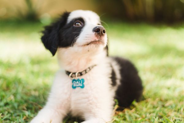 Médaille personnalisée pour chien : un accessoire fort utile
