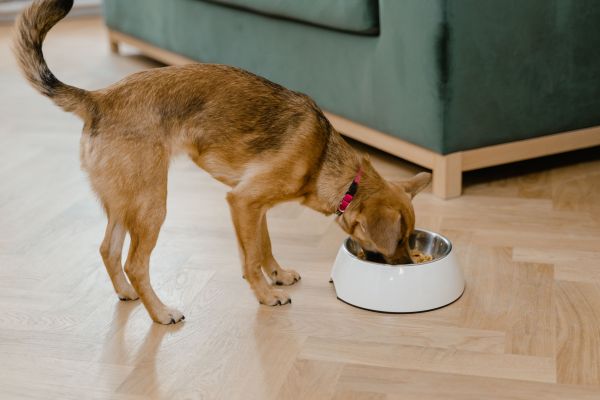 Nourriture pour chien : choisir le produit idéal pour votre animal de compagnie