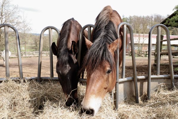 Quelle alimentation donner à son cheval ?