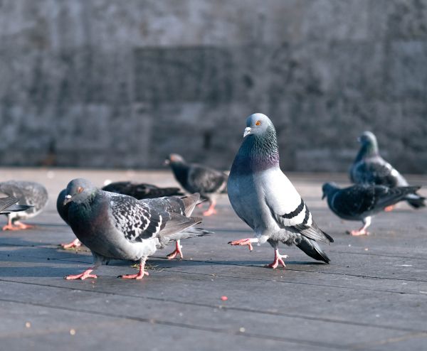 Quelles solutions anti-pigeon pour les entreprises ?