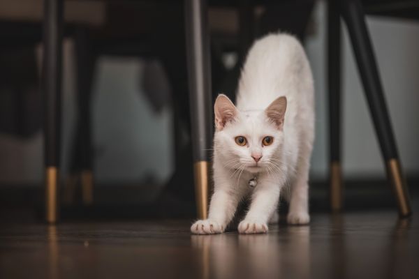 Quelles solutions naturelles contre l’épilepsie chez le chat ?