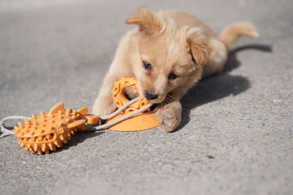 Quels sont les bienfaits des jeux d'occupation pour la stimulation de l'intelligence de votre chien ?