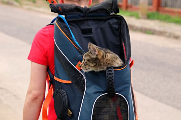 Sac de transport pour chat : guide pour bien choisir et l’utiliser