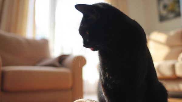 Top solutions pour protéger efficacement votre chat des puces