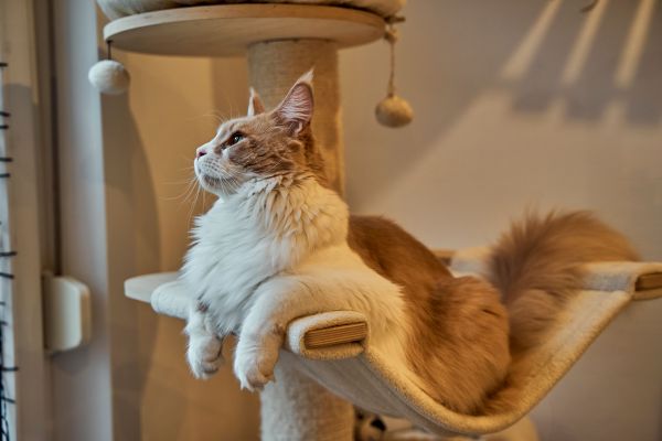 Tout savoir sur les arbres à chats