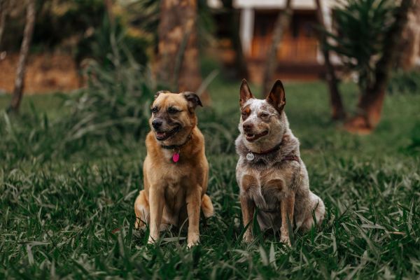 Trouvez le parfait éducateur canin pour votre chien