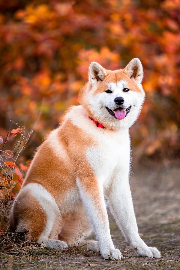 Akita Inu et Chiba Inu : Lequel choisir ?