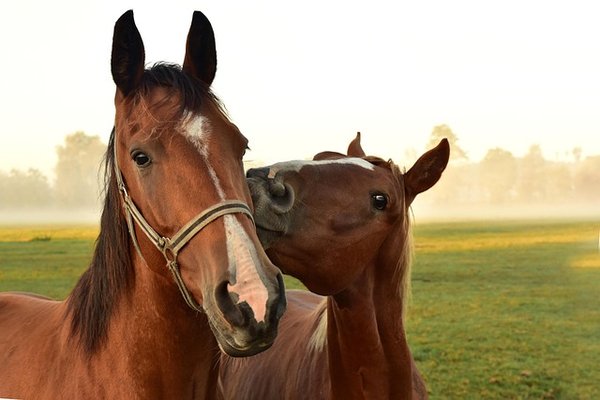 Magnétisme pour chevaux : découvrez le guérisseur équin