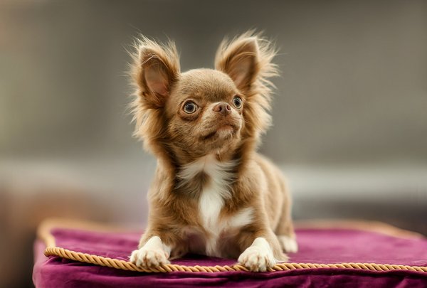 Faites connaissance avec le chien chihuahua